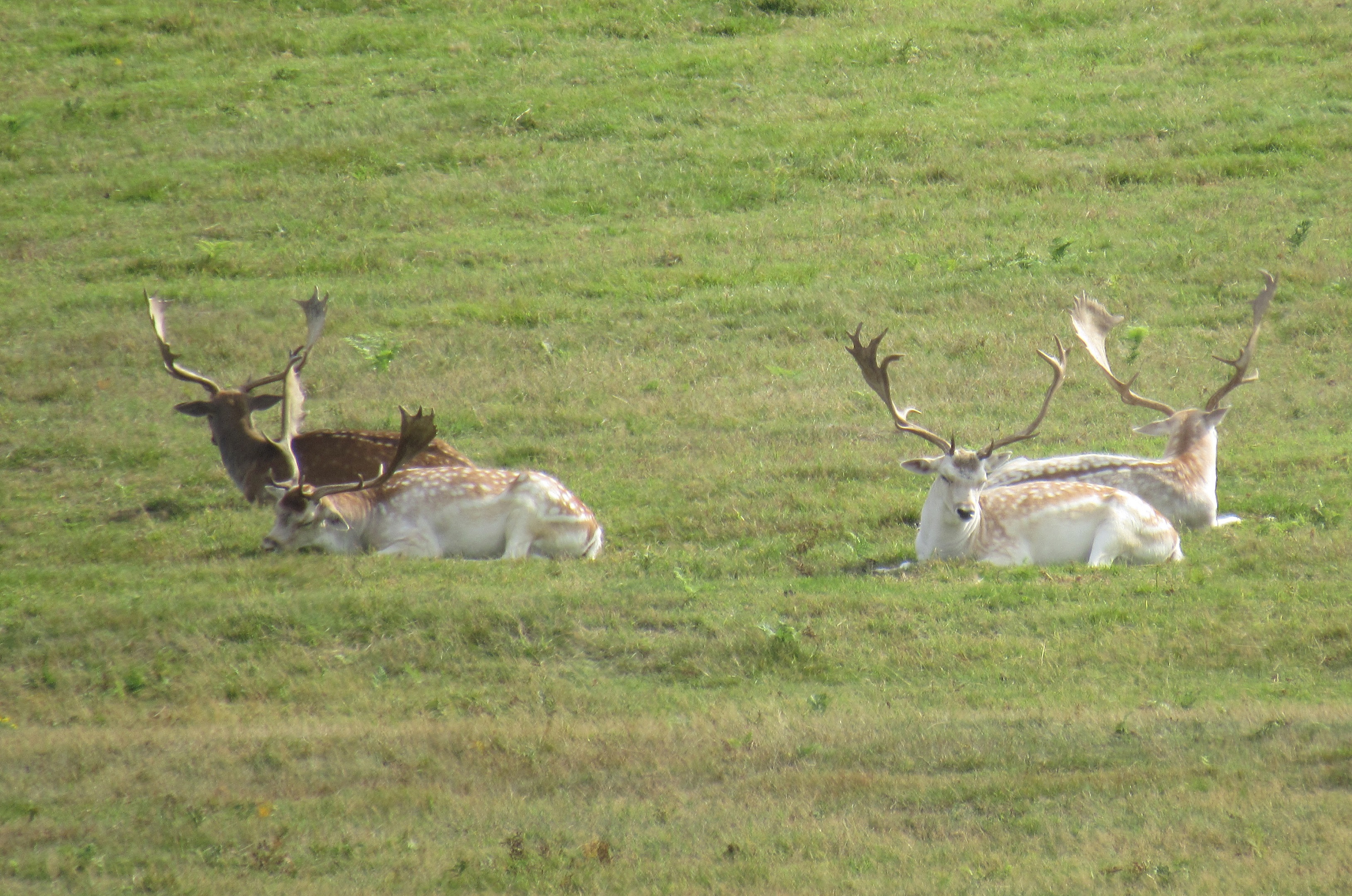 Bradgate Park